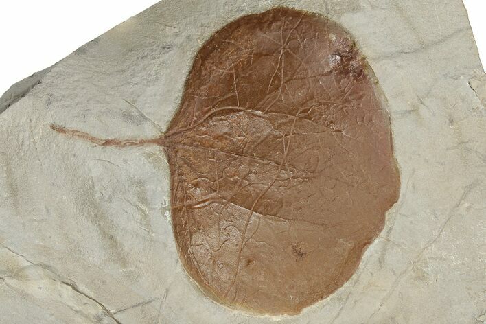 Fossil Leaf (Zizyphoides) - Montana #190446